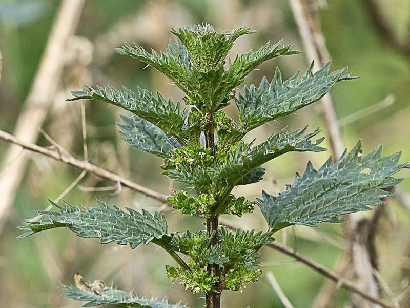 Urtica urens y dioica