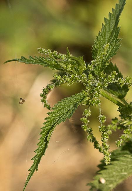 Ortiga mayor (urtica dioica)