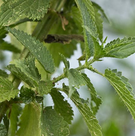 Ortiga mayor (Urtica dioca y urens)