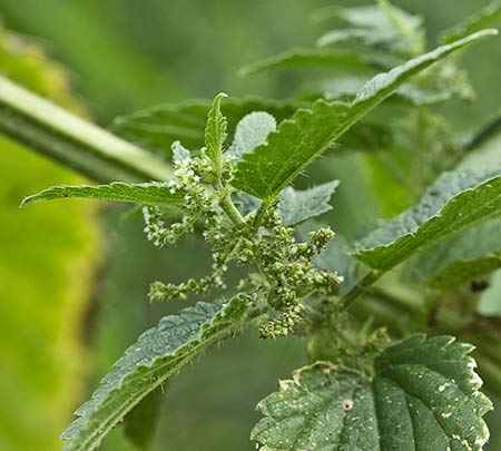 Urtica urens y dioica