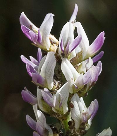 Racimo de flores del Paloduz (Glycyrrhiza glabra)