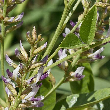Rama de paloduz