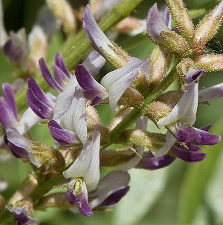 Flores del paloduz