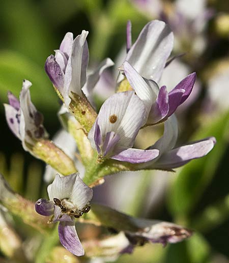 Glycyrrhiza glabra