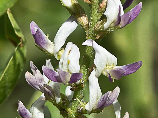 Glycyrrhiza glabra