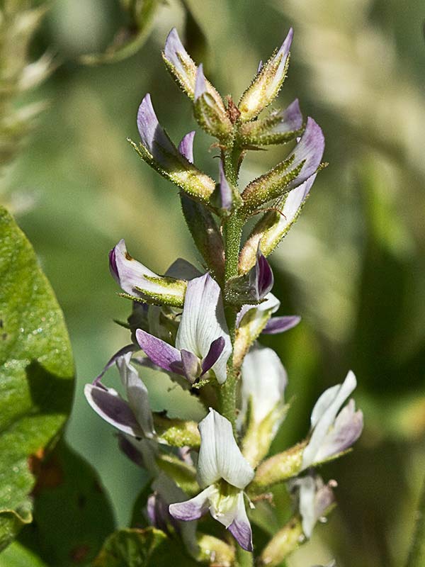 Glycyrrhiza glabra