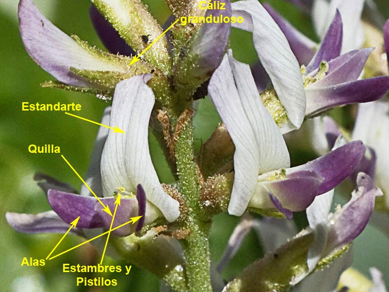 Glycyrrhiza glabra
