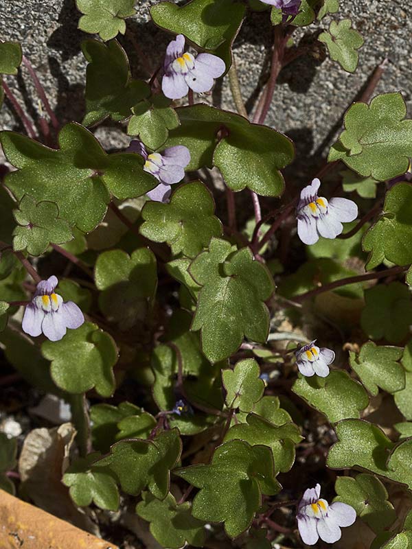 Palomilla de muro (Cymbalaria muralis)