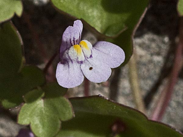 Palomilla de muro (Cymbalaria muralis)