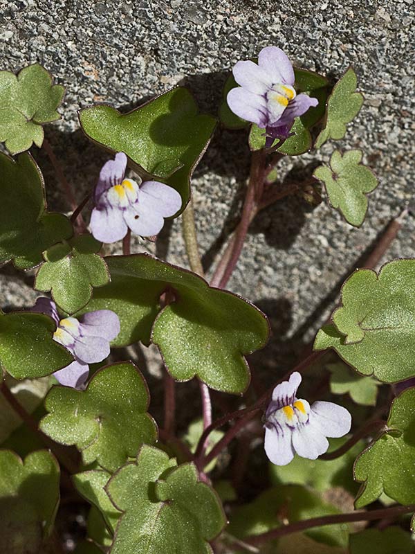 Palomilla de muro (Cymbalaria muralis)