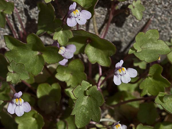Palomilla de muro (Cymbalaria muralis)
