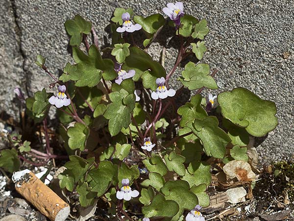 Palomilla de muro (Cymbalaria muralis)