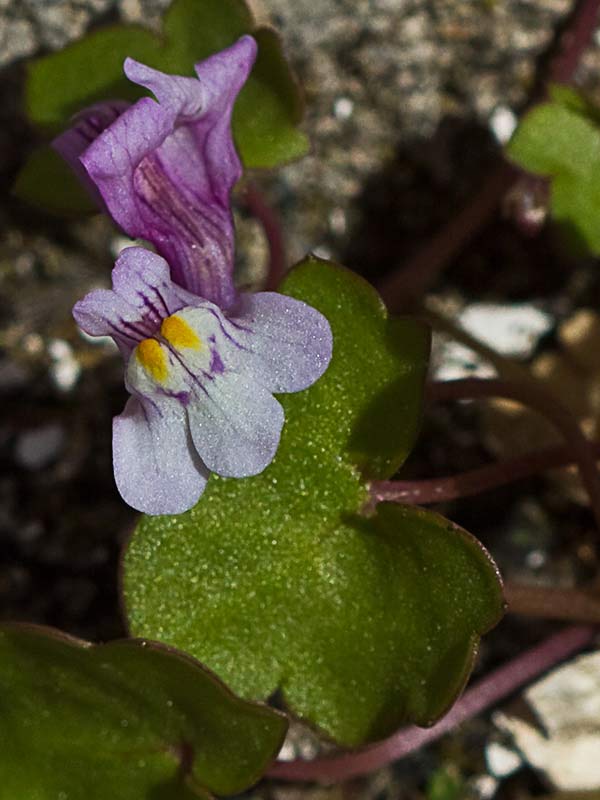 Palomilla de muro (Cymbalaria muralis)