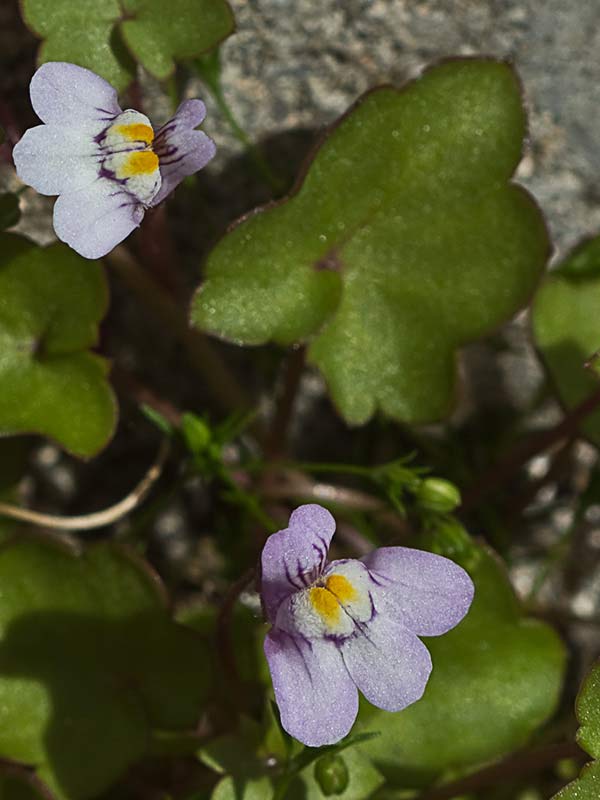 Palomilla de muro (Cymbalaria muralis)
