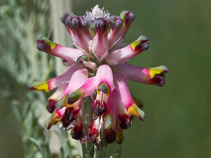 Mata de palomita (platycapnos spicata) 