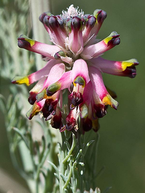 Platycapnos spicata