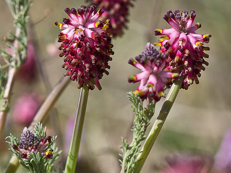 Flor de la  palomita espigada (platycapnos spicata) 