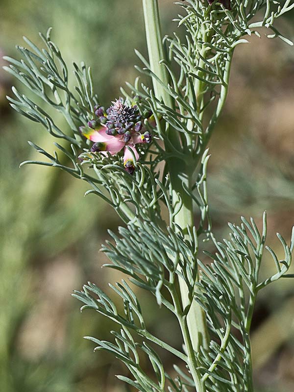 Platycapnos spicata