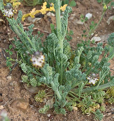 Platycapnos spicata, mata