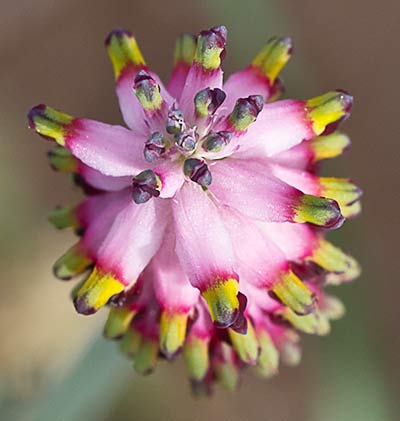 Platycapnos spicata