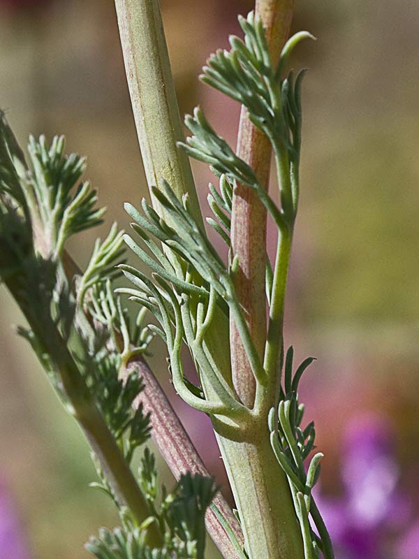 Platycapnos spicata