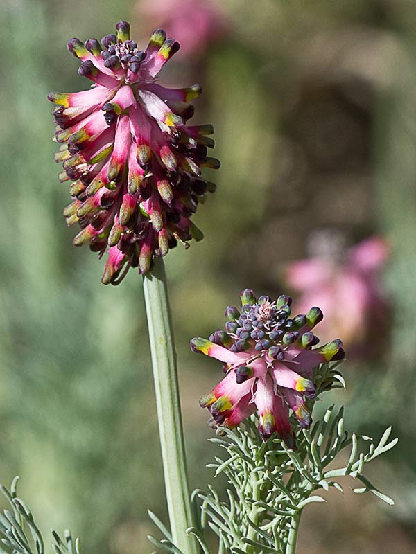 Platycapnos spicata