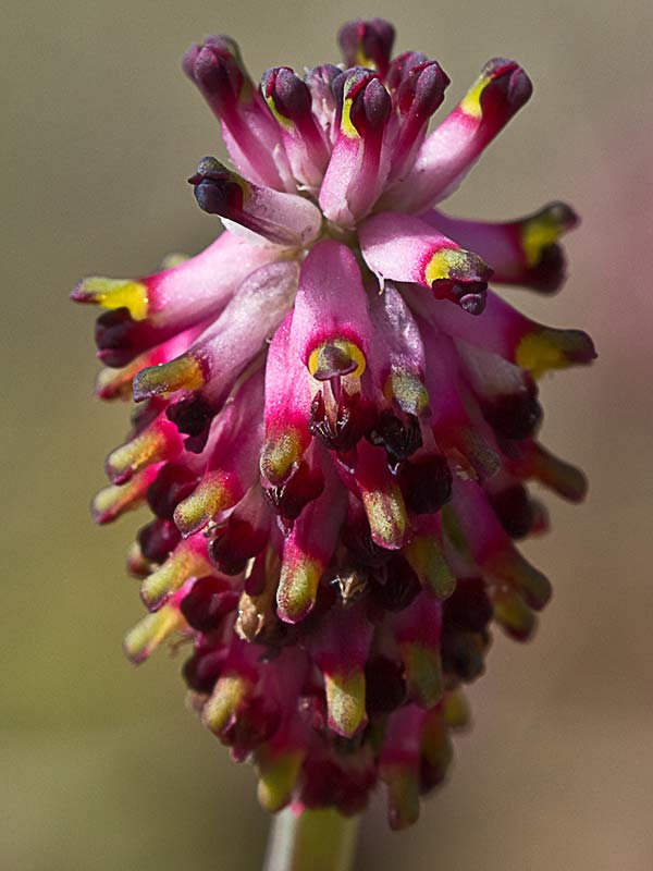Platycapnos spicata