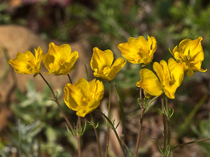 Flores de la pamplina (Hypecoum imberbe)