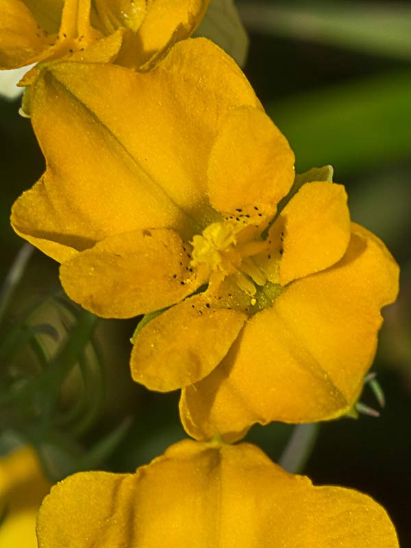 Flores de la pamplina (Hypecoum imberbe)