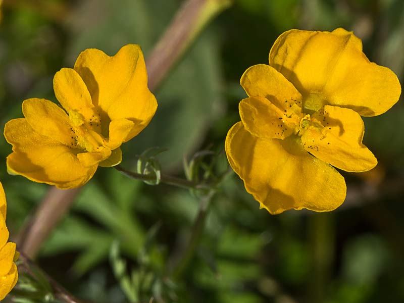 Flores de la pamplina (Hypecoum imberbe)