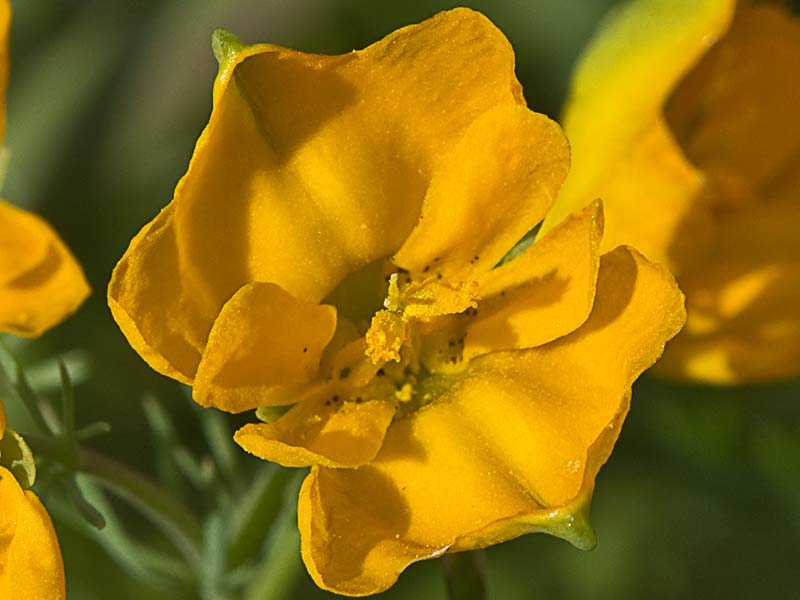Flores de la pamplina (Hypecoum imberbe)