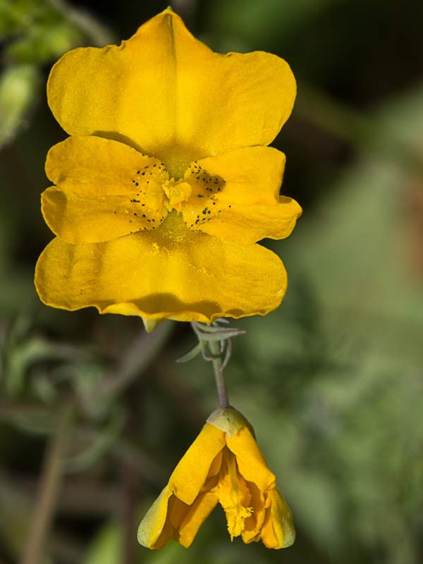 Flores de la pamplina (Hypecoum imberbe)