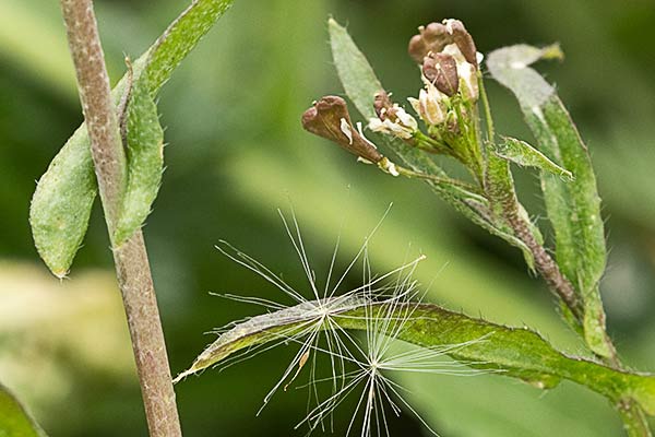 Pan y queso (Capsella bursa-pastoris)