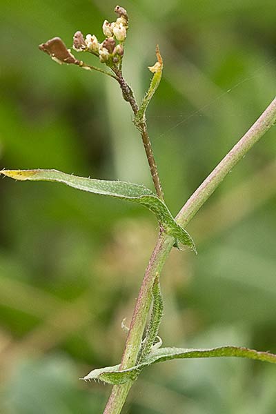 Pan y queso (Capsella bursa-pastoris)