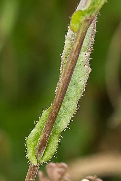 Pan y queso (Capsella bursa-pastoris)