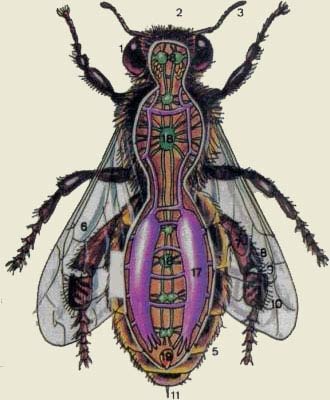 Anatomía de la abeja