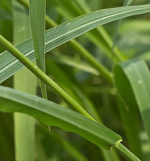Mata de Pasto dentado, Echinochloa crus-galli