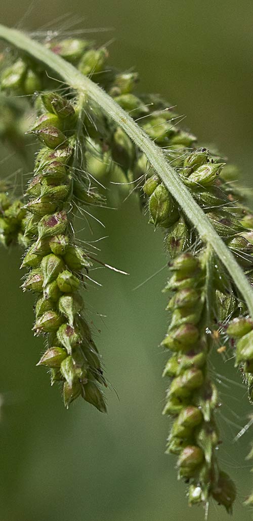 Espiguilla del Pasto dentado. Echinochloa crus-galli