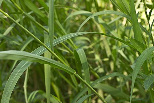 Hojas del Pasto dentado, Echinochloa crus-galli