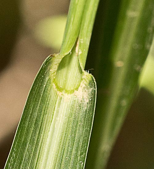Auricula de la hoja del Pasto dentado, Echinochloa crus-galli