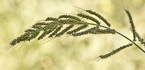 Espiguilla de Pasto dentado. Echinochloa crus-galli