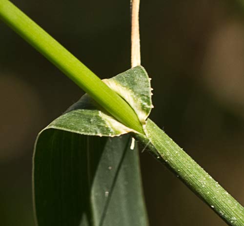 Hoja y tallo de Pasto dentado. Echinochloa crus-galli