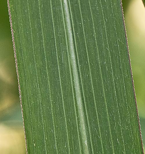 Hoja de Pasto dentado. Echinochloa crus-galli