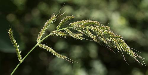Espiga del pasto dentado. Echinochloa crus-galli