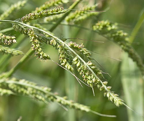 Ramillete de espigas del Pasto dentado. Echinochloa crus-galli