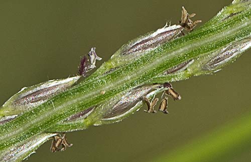 Espiguilla de la Pata de Gallina 1,  Digitaria sanguinalis