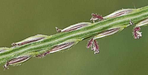 Espiguilla de la Pata de Gallina 2,  Digitaria sanguinalis