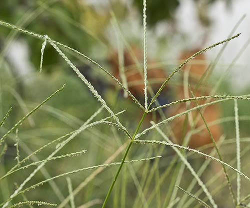 Inflorescencia de la Pata de gallina, Digitaria sanguinalis
