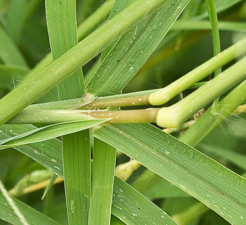 Tallos y auriculas de la Pata de gallina, Digitaria sanguinalis