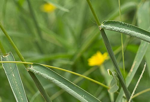 Tallo y hojas de la Pata de gallina, Digitaria sanguinalis